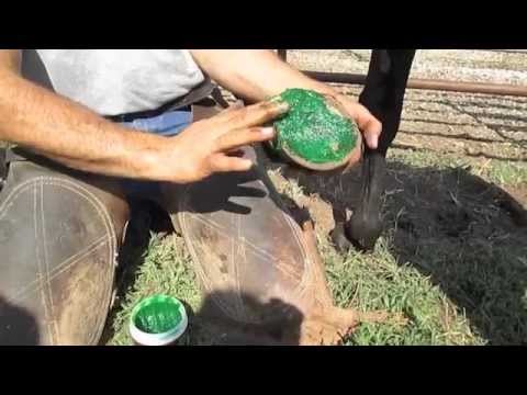 Heartland Horseshoeing School, WK20b, 2013