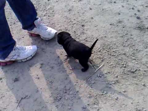 harnek singh & jasvir mann phagwara