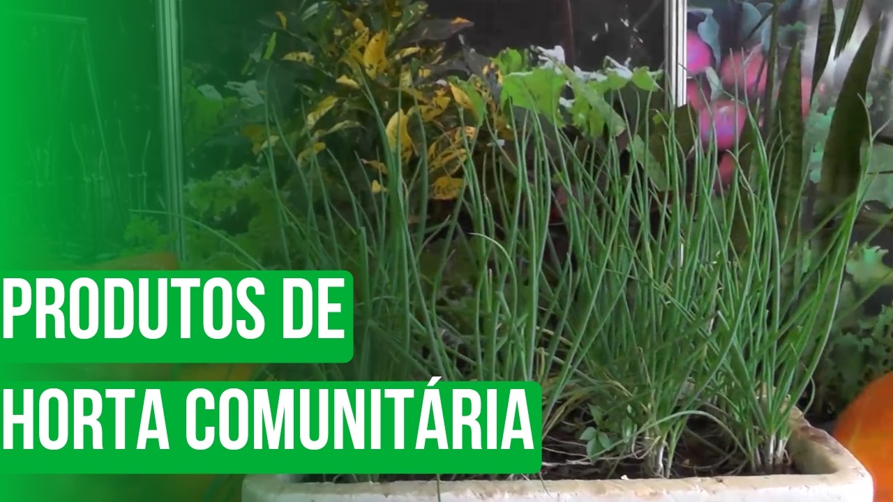 Produtos de horta comunitária