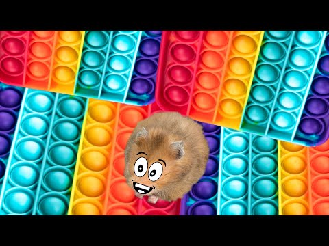 Pop It Obstacle Course, Hamster Obstacle From Main Pop It - Hamster Maze DIY
