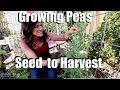 How to Grow Peas from Seed to Harvest to Snacking! // Spring Garden Series #7🌱