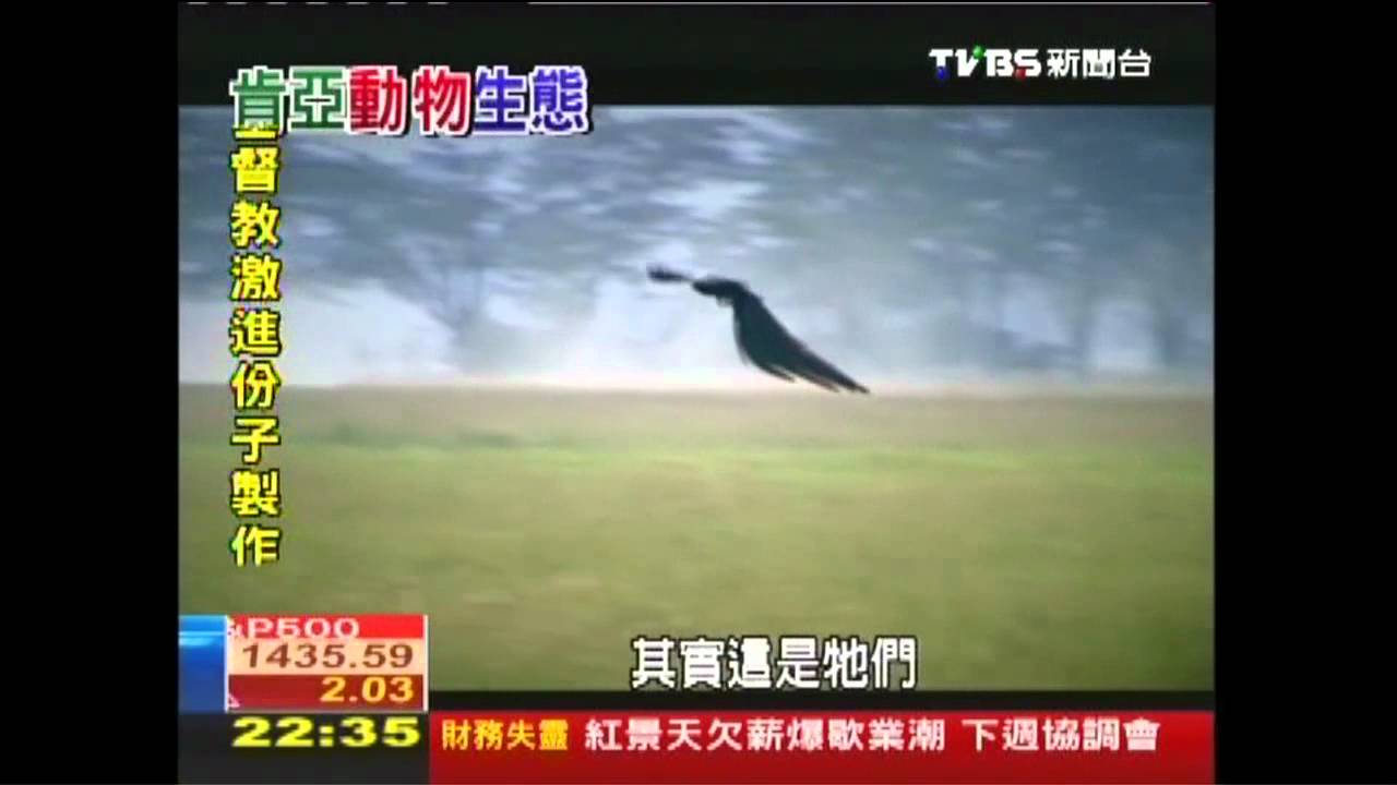 【動物大遷徙】湖泊孕育萬物 非洲搭船尋河馬家族
