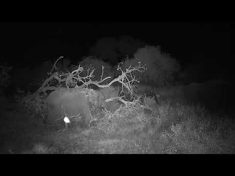 Djuma: Elephants slowly moving off from the dam area-Pt:1 - 19:08 - 04/02/21