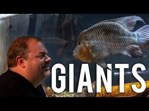 The Happiest Cichlid Ever! Monster Fish Room Tour