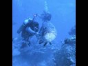 download lagu mp3 mp4 Coral Trout Eating Quality, download lagu Coral Trout Eating Quality gratis, unduh video klip Coral Trout Eating Quality