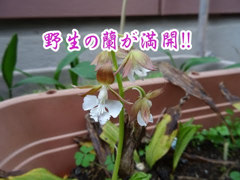 野生ニンニク 植物