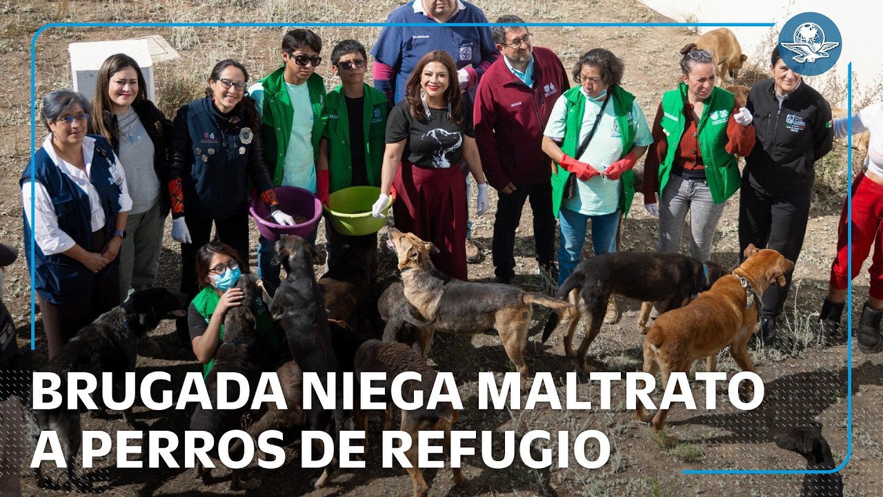 Perros rescatados del Refugio Franciscano están en buen estado, afirma Brugada