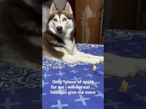 #pets #dogs #huskies #viralshorts #viral #trending #trendingshorts #funny