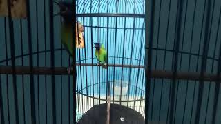 Download lagu cucak kinoy nembak panjang #shorts mp3