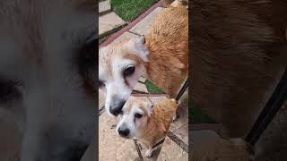 #Shorts #dog What's the best remedy for itchy dog skin #petbarn #aloveenshampoo #aloveenconditioner