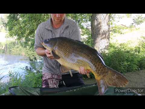 Carp fishing in "AUT" Fishing, carp spawning on July 2nd next to the feeding spot