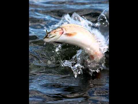 Franz Schubert - The Trout (complete)