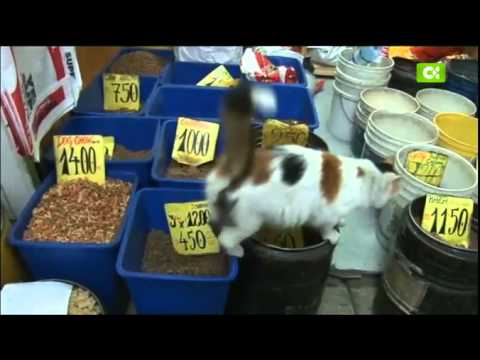 Chile - Canarios por el Mundo (Franciso Bermejo)