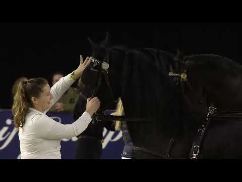 HK 2023 | Horses2Fly KFPS Sport Competition Harnesses | Part 3 | French