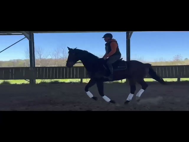 Cheval de sport et loisir 