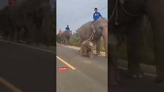 mother and baby elephant 🐘😂