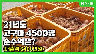 2021년 4500평 고구마 농사 수익공개.