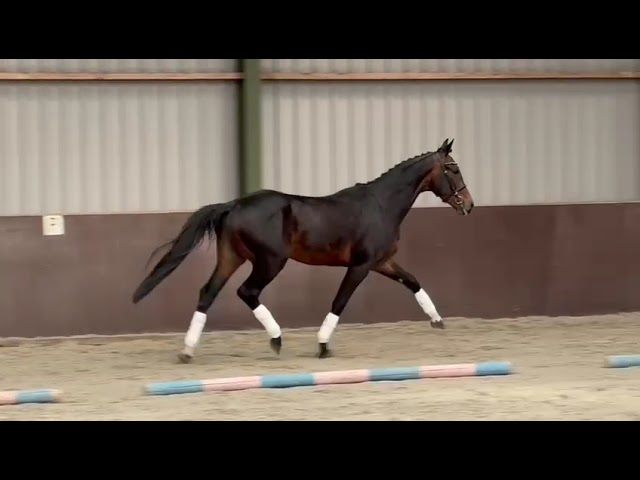 Titanium Dressage