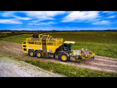 Kopanie Buraków 2018  Dzień/Noc z Firmą Hadam ✪ Ropa 5 ✪ 2x Claas Arion 630 ✪ Pronar ✪