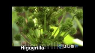 preview picture of video 'Cultivo de higuerrilla  Dagua Pacífico S.A.S'