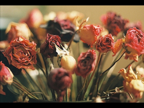 Triggersshmitt ft. CocoLuz - Lule Lule