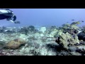 Cozumel 4.1.2017. - 7.1.2017, divesites: pinos caves - paso del cedral - palancar gardens - santa rosa - palancar cuevones - cedral wall - la francesa - san francisco, Aquamarinas, Cozumel, Mexiko, Mexiko