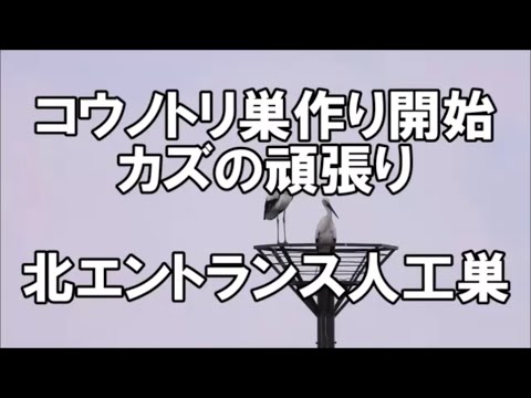 コウノトリを庭に呼び込むにはどうすればよいですか？巣はどうやって作るの？  庭園