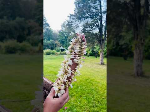 Jasmine ♥️#christiansong #shorts #flowers #garden