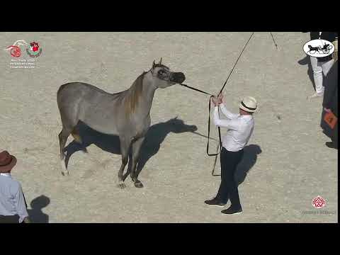 N 56 AL ARYAM BOROOQ   Abu Dhabi International Arabian Horse Championship 2021   Fillies 2 Years Old