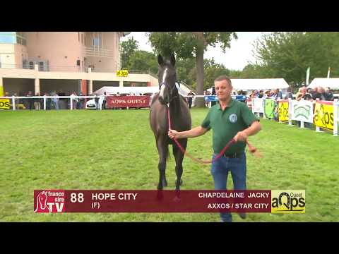 Show Aqps Ouest 2019 : Lot 88 - HOPE CITY