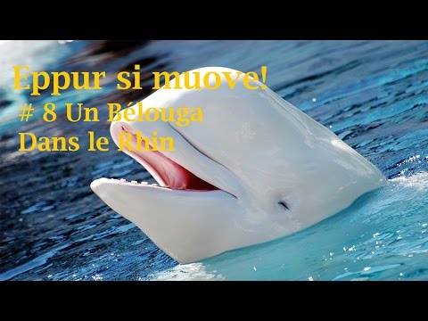 download lagu mp3 mp4 Belouga Plonge, download lagu Belouga Plonge gratis, unduh video klip Belouga Plonge