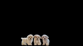 Video preview image #1 Maltipoo Puppy For Sale in SAN DIEGO, CA, USA