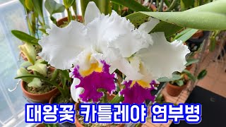 카틀레야 꽃피우는법, 카틀레야 연부병, 대왕꽃 카틀레야!!