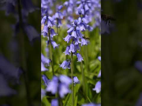 Bulbs To Plant In Autumn For Spring Flowers | Part 3: Bluebells #Shorts