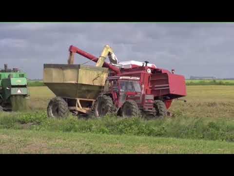 Description or Alt Text