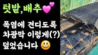 배추???? 폭염에 견딜 수 없을듯???? 그래서 차광막을 이렇게(?) 덮었습니다