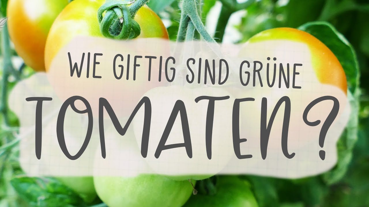 GRÜNE TOMATEN CHUTNEY - Einfache Rezepte GRÜNE TOMATEN CHUTNEY - Einfache Rezepte