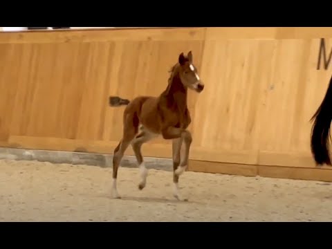 Hengstfohlen v. Follow Up - Escolar