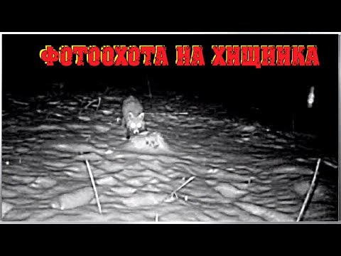 МИНУС ОДИН...Деревенские будни / Выпустили коров / Делаем сыр / Прогулка / Фотоловушка на лису