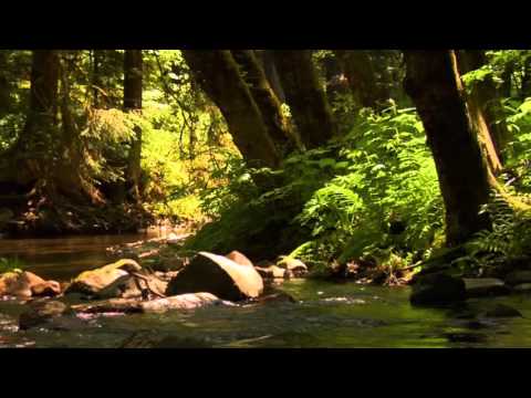 3 hour relaxing, peaceful, instrumental music by Tim Janis