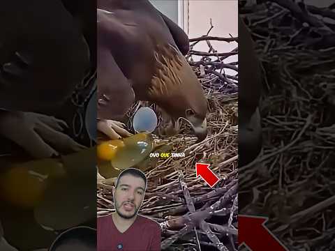 Ela QUEBROU o Próprio OVO e Entrou em Desespero…🦅