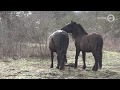 Excursie naar webcam-kadaver loopt vertraging op door konikpaarden