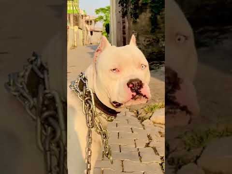 White pitbull very cute eyes 👀