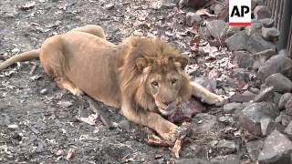 Zoo staff bottle feed lion cubs after mother rejects them