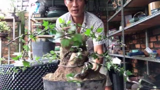 preview picture of video 'Bonsai tree, găng tu hú ra tay sơ cấp'