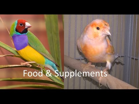 download lagu mp3 mp4 Canary Nutrition, download lagu Canary Nutrition gratis, unduh video klip Canary Nutrition