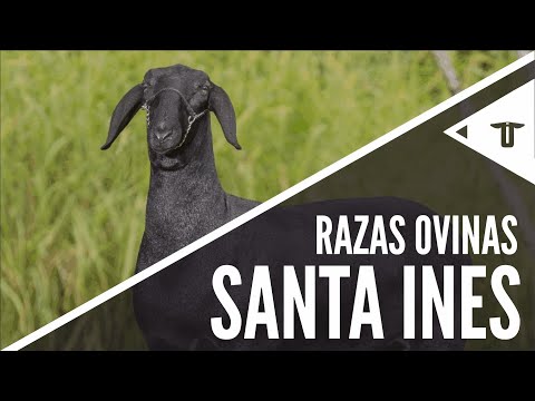 , title : 'Santa Ines | Razas ovinas'