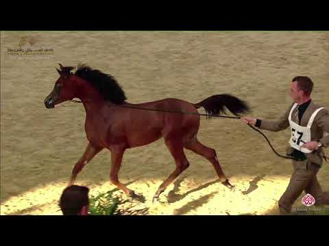 N.57 FAT'AH AL SHAHANIA - 22nd Qatar National 2019 - Colt Foals (Class 2A)