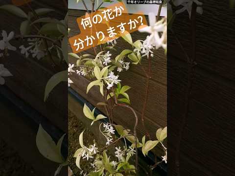 ジャスミンを育てる 極端な温度を避ける 冷熱を避ける