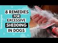 Reasons of  HAIR SHEDDING in dogs . How to STOP Excess Shedding in dogs || Monkoodog
